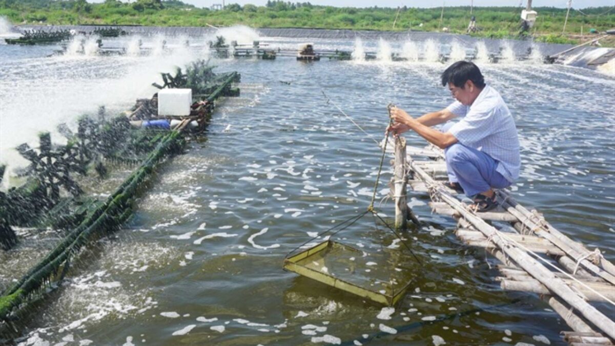 Máy điện hoá tạo clo nuôi trồng thuỷ sản - Bật mí tác dụng của Clo trong nuôi trồng thủy sản