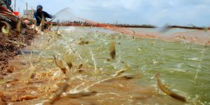 Máy điện hoá tạo clo nuôi tôm - Lợi ích của công nghệ mới