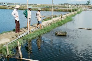 Máy điện hoá tạo clo nuôi tôm - Tạo nên năng suất lớn