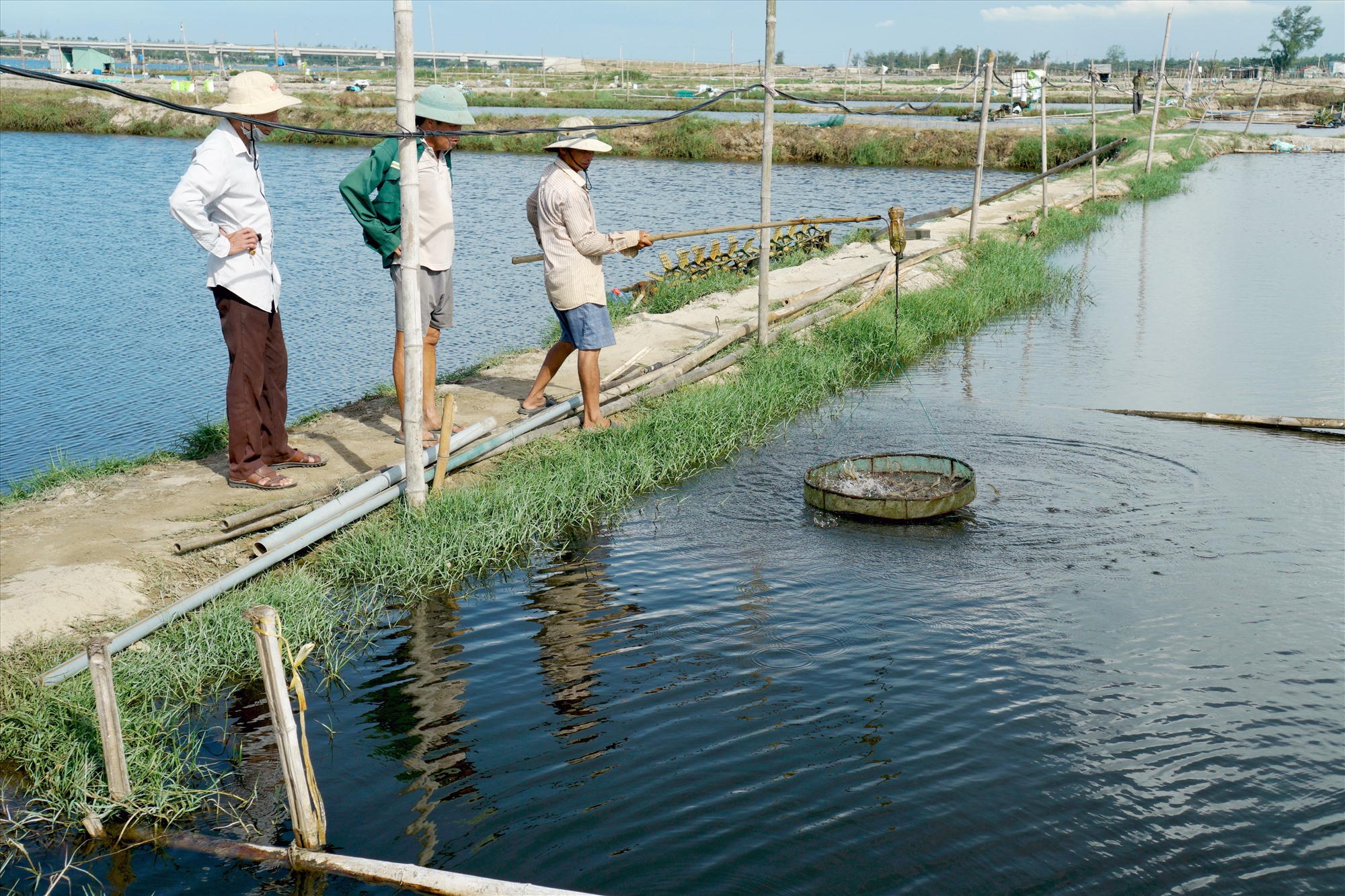 Máy điện hoá tạo clo nuôi tôm - Tạo nên năng suất lớn