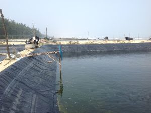 Máy điện hóa tạo clo nuôi trồng thủy sản