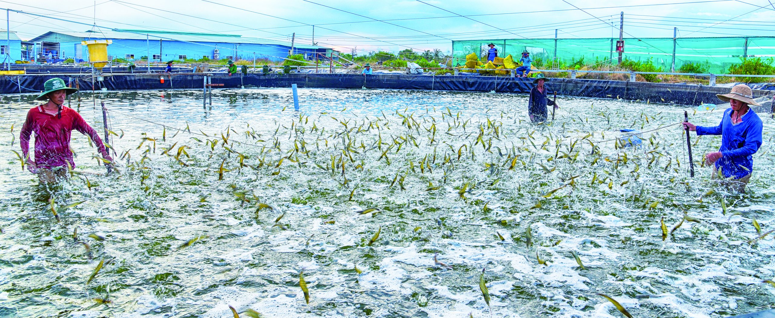 Máy Điện Hoá Tạo Clo Nuôi Trồng Thuỷ Sản: Nền Tảng Công Nghệ Hiện Đại Cho Ngành Nuôi Trồng Thủy Sản