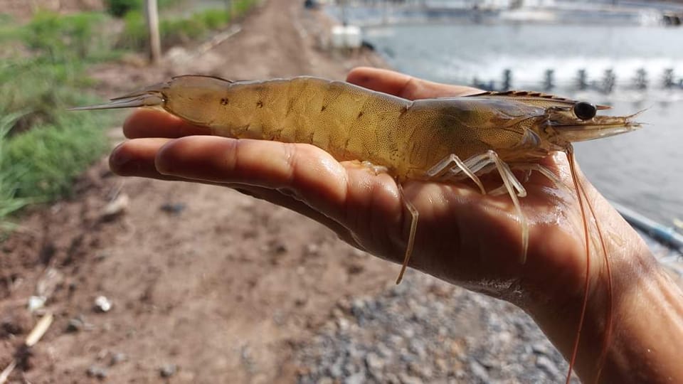 máy điện hoá tạo clo nuôi tôm