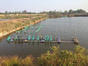 Máy điện hóa tạo clo nuôi tôm - Hỗ trợ cuộc sống nuôi trồng