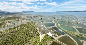 Máy điện hoá tạo clo nuôi tôm có tác dụng gì ?