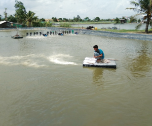 Máy điện hoá tạo clo nuôi tôm - Giải pháp cho nước nuôi tôm